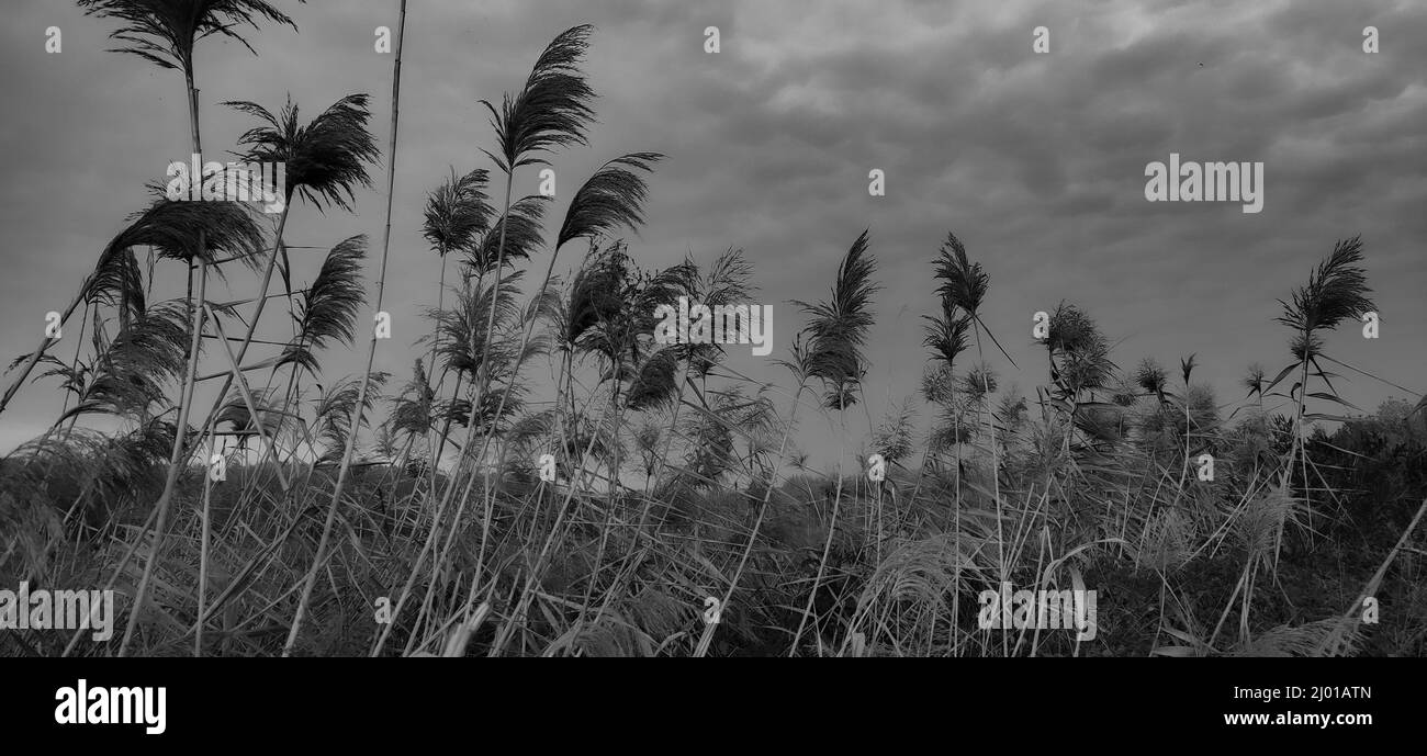 Grayscale of dry reeds in the field Stock Photo