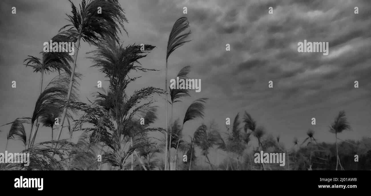 Grayscale of dry reeds in the field Stock Photo