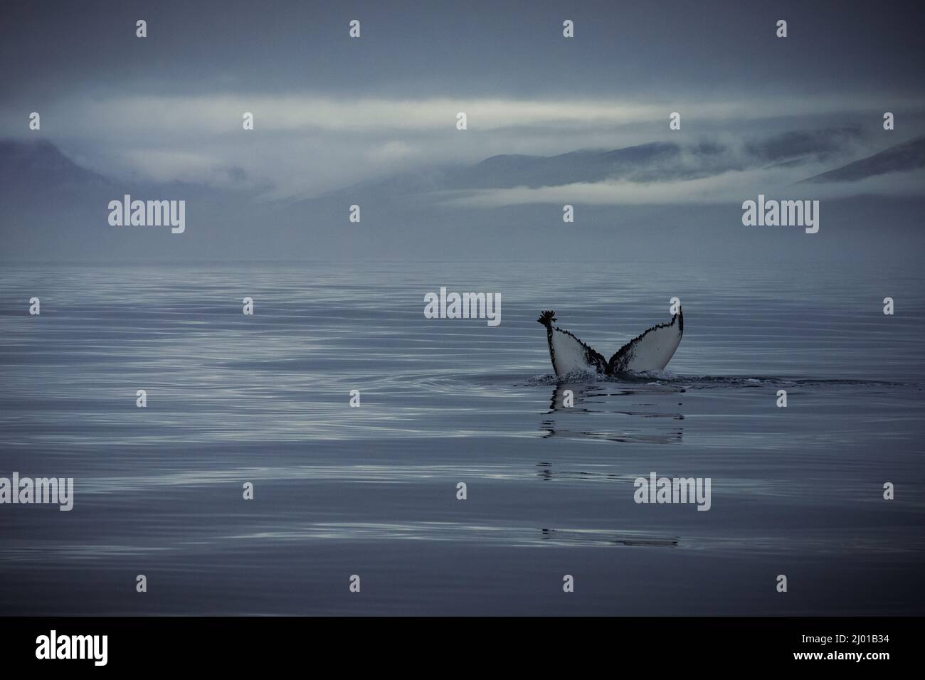 Humback whale iceland hi-res stock photography and images - Alamy
