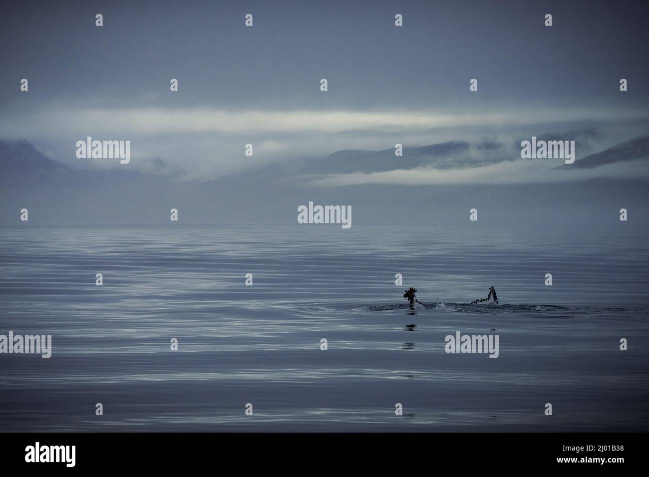 Humback whale iceland hi-res stock photography and images - Alamy