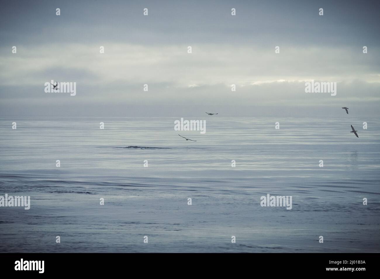 Humpback whales in Husavik Iceland Stock Photo - Alamy