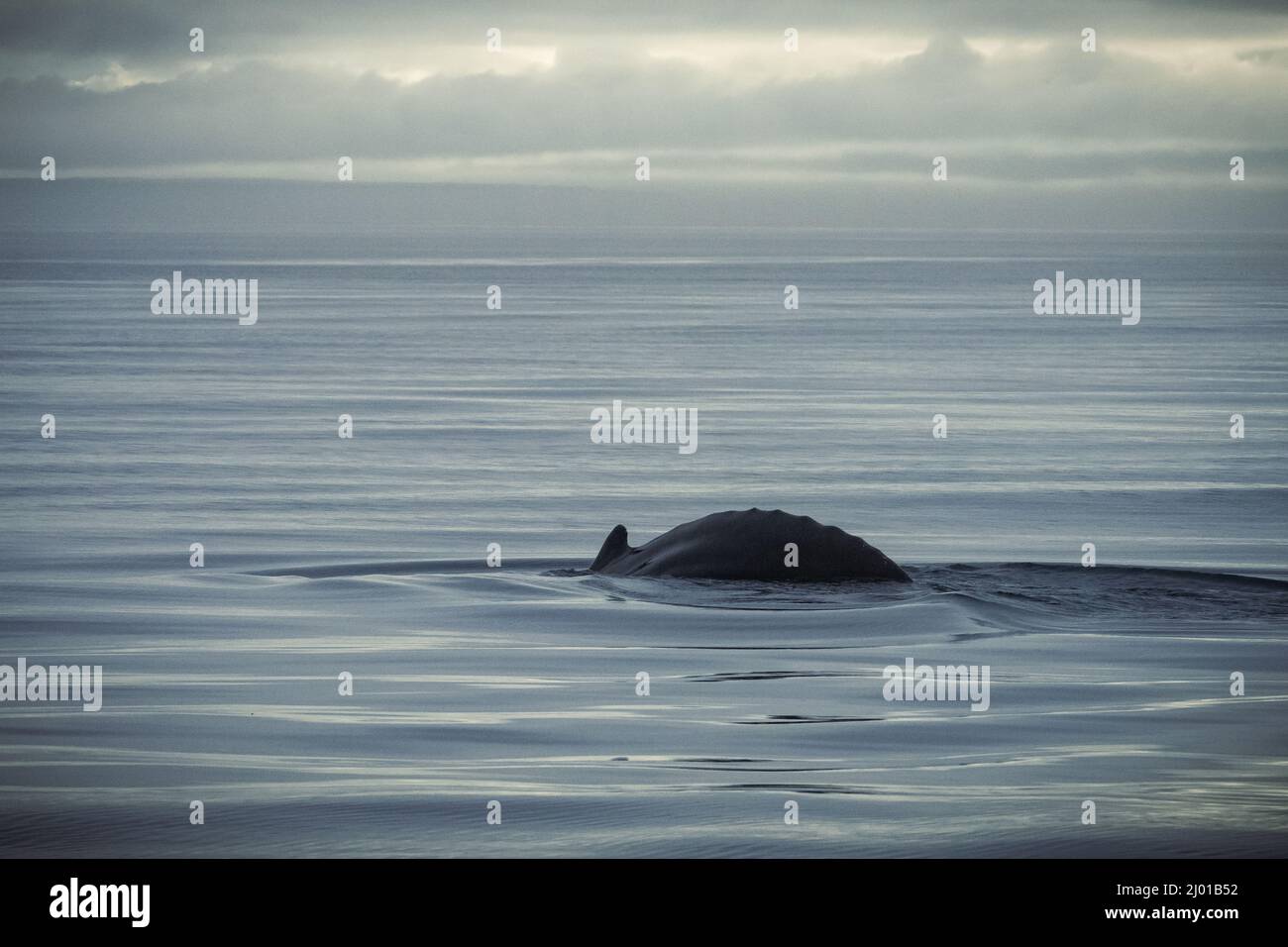 Humpback whales in Husavik Iceland Stock Photo - Alamy