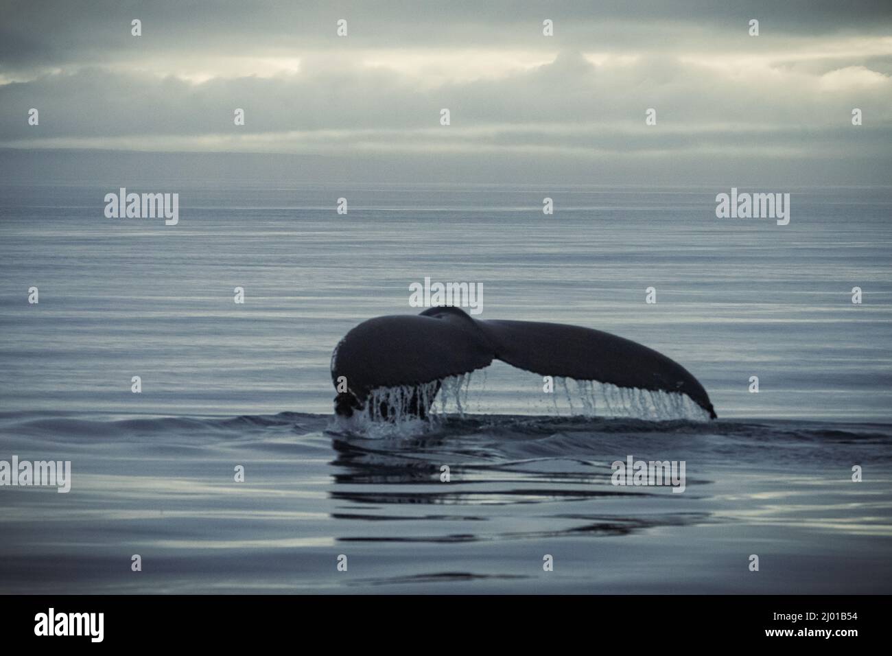 Humpback whales in Husavik Iceland Stock Photo - Alamy