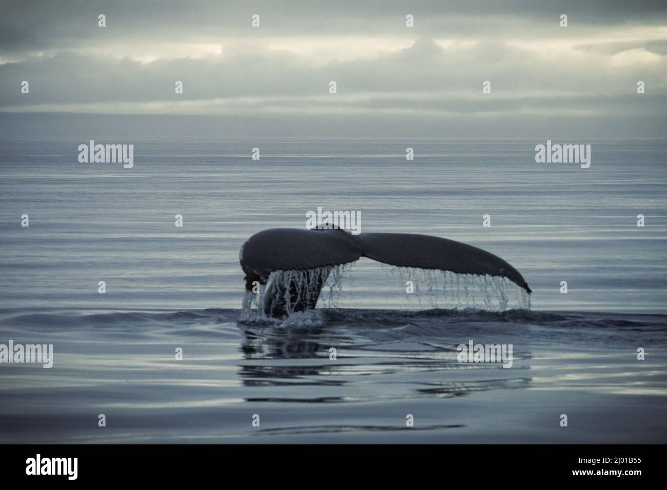 Humpback whales in Husavik Iceland Stock Photo - Alamy