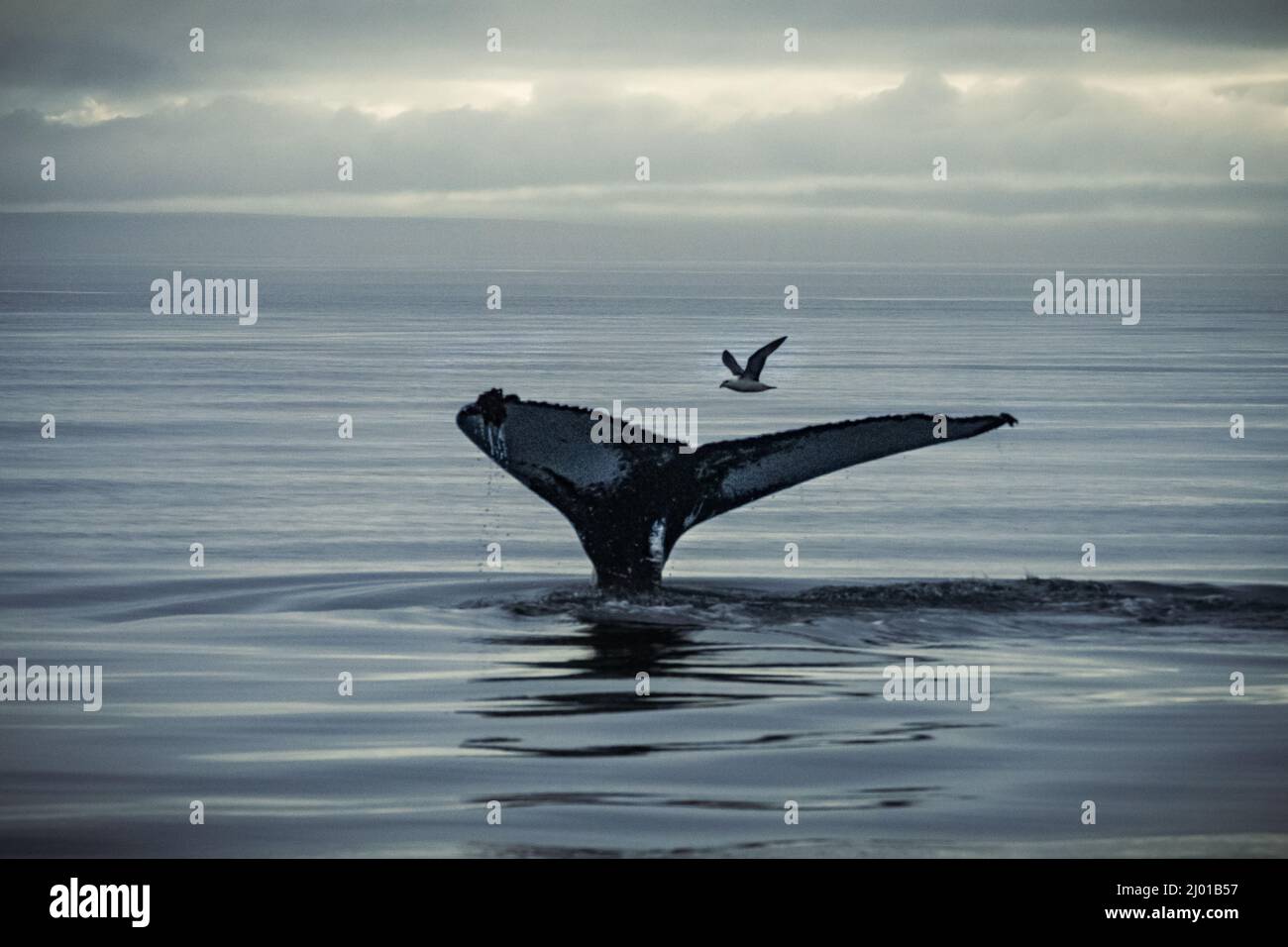 Humback whale iceland hi-res stock photography and images - Alamy