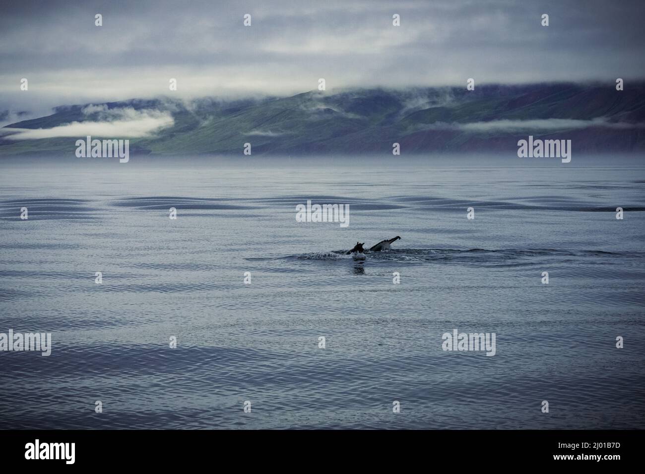Humpback whales in Husavik Iceland Stock Photo - Alamy