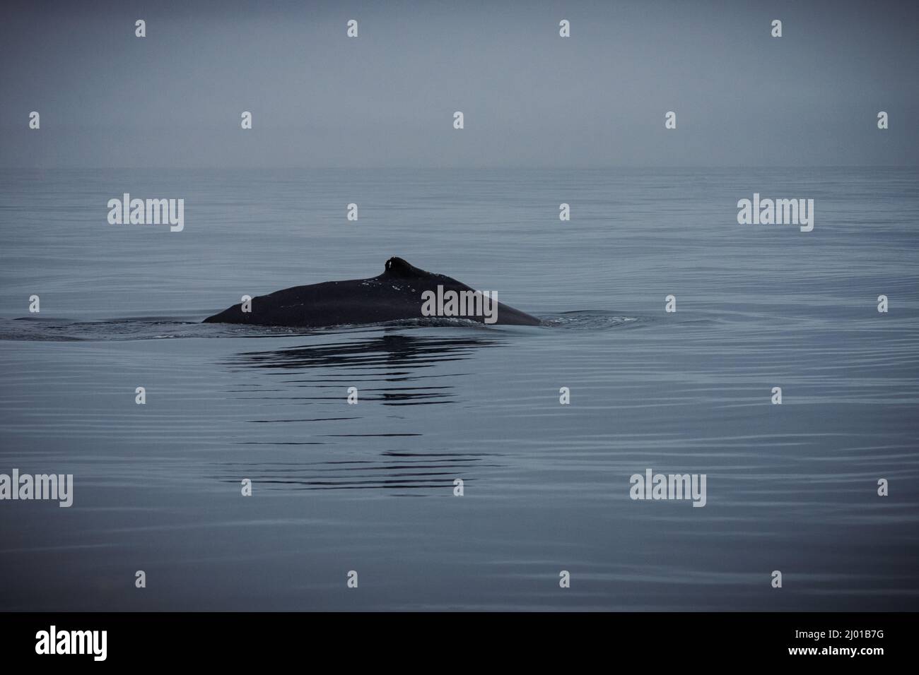 Humback whale iceland hi-res stock photography and images - Alamy