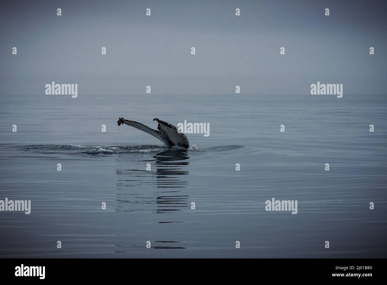 Humback whale iceland hi-res stock photography and images - Alamy