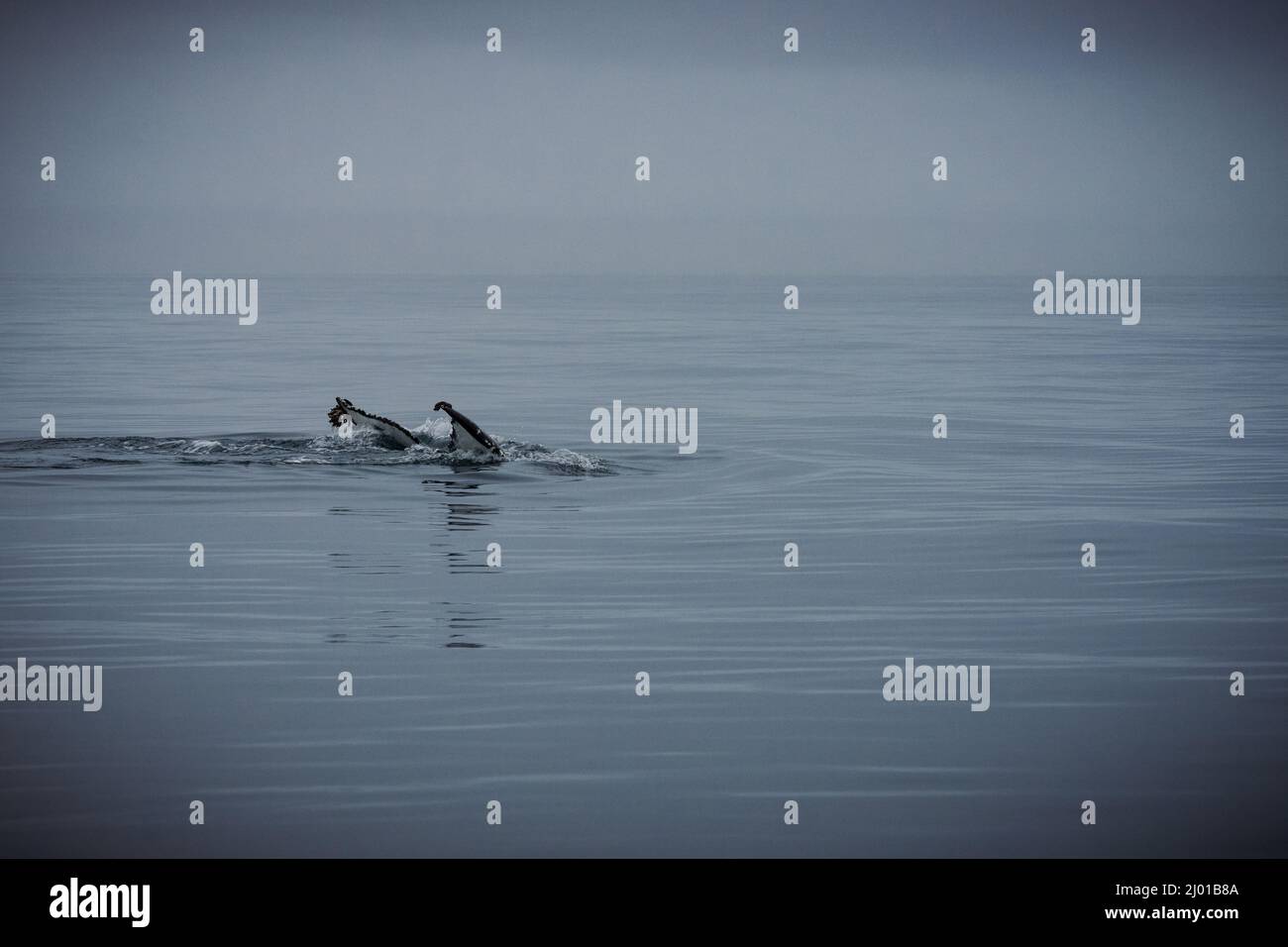 Humback whales hi-res stock photography and images - Alamy