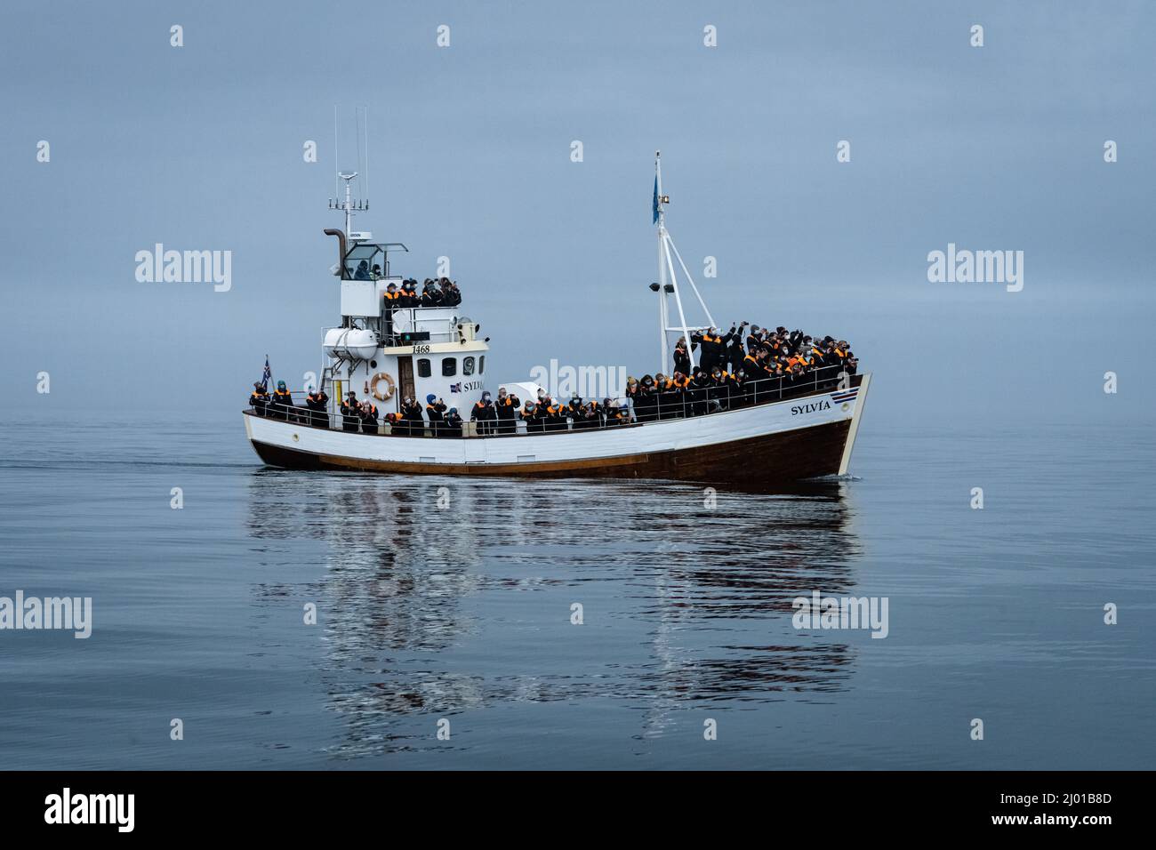 Humpback whales in Husavik Iceland Stock Photo - Alamy