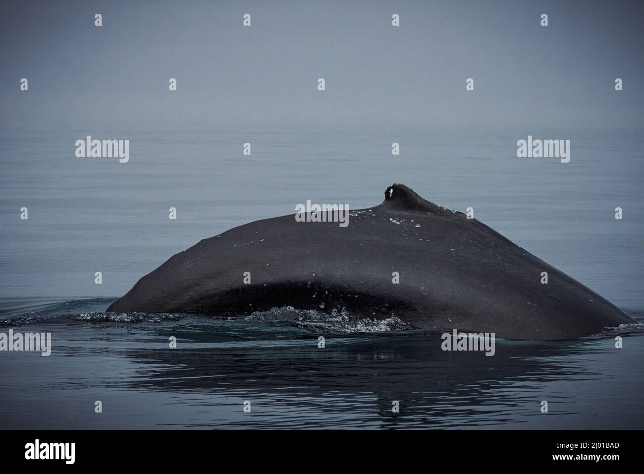 Humback whale iceland hi-res stock photography and images - Alamy