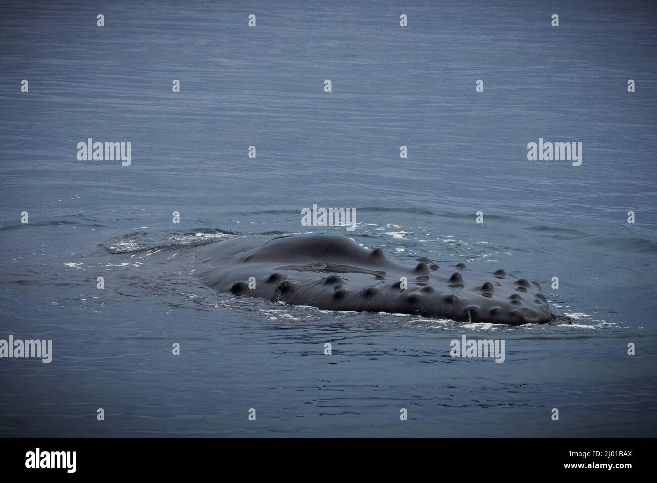 Humpback whales in Husavik Iceland Stock Photo - Alamy