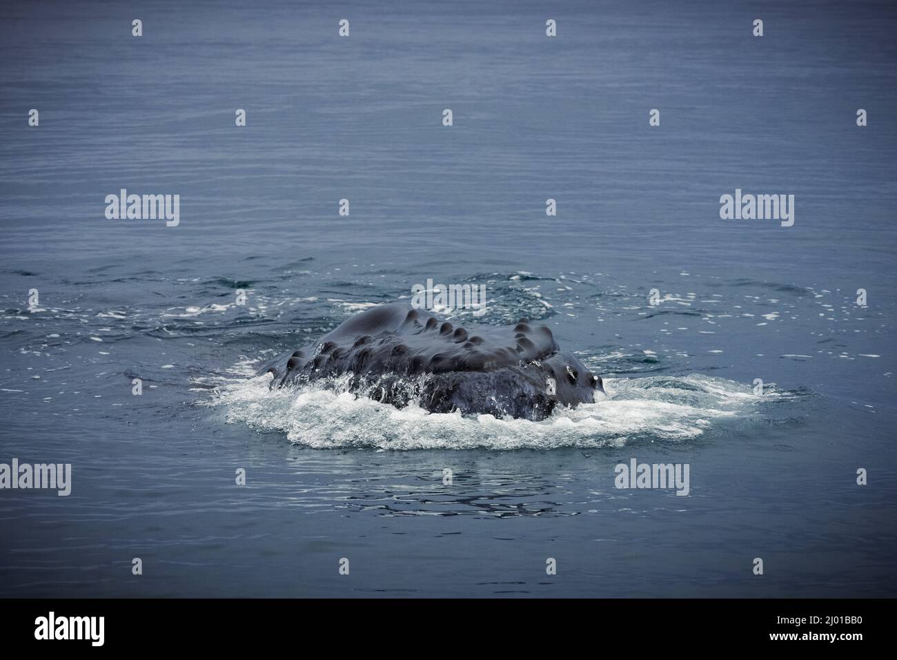 Humback whale iceland hi-res stock photography and images - Alamy