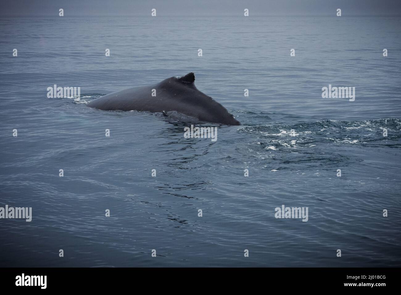 Humback whale iceland hi-res stock photography and images - Alamy