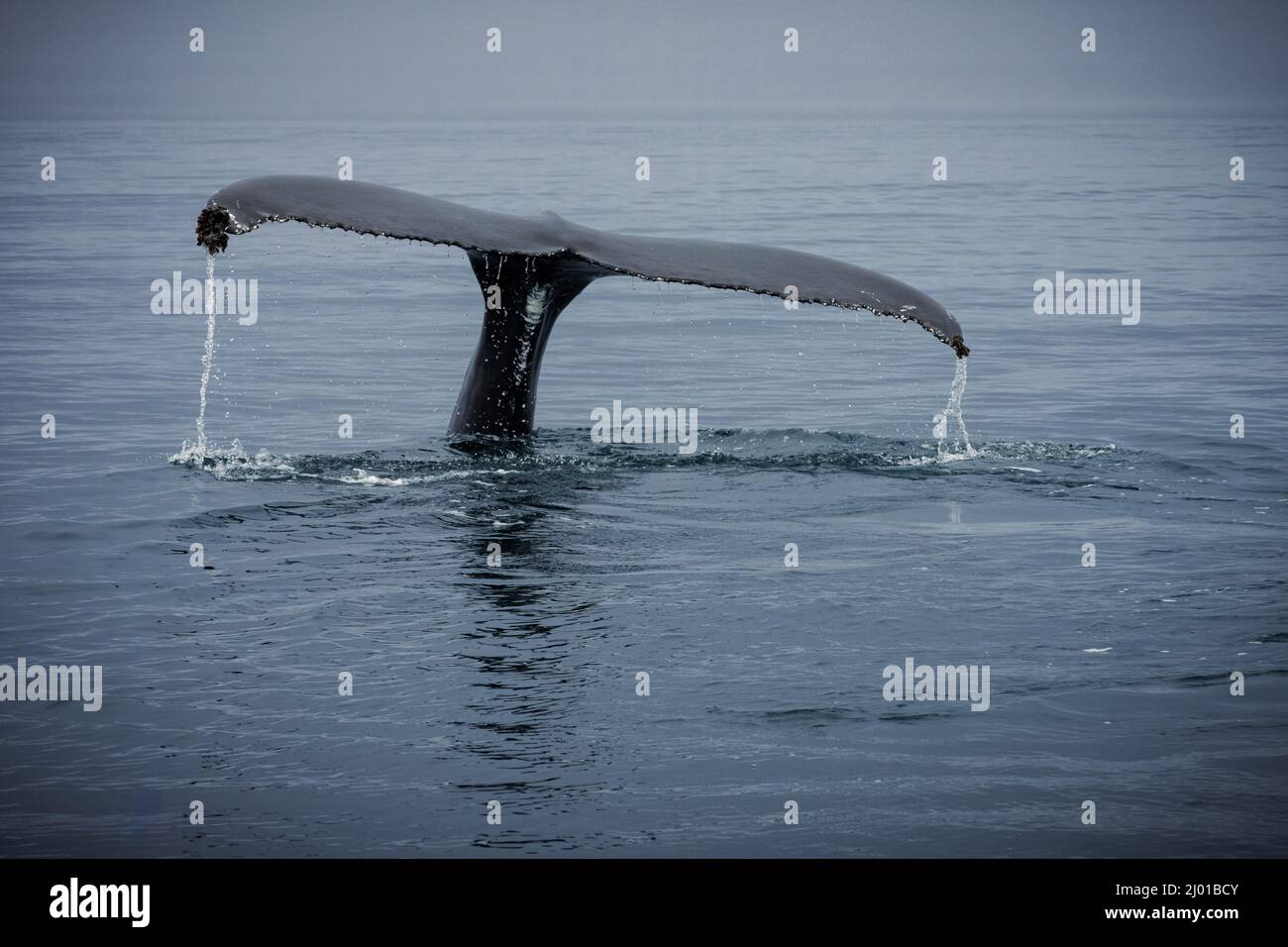 Humback whale iceland hi-res stock photography and images - Alamy