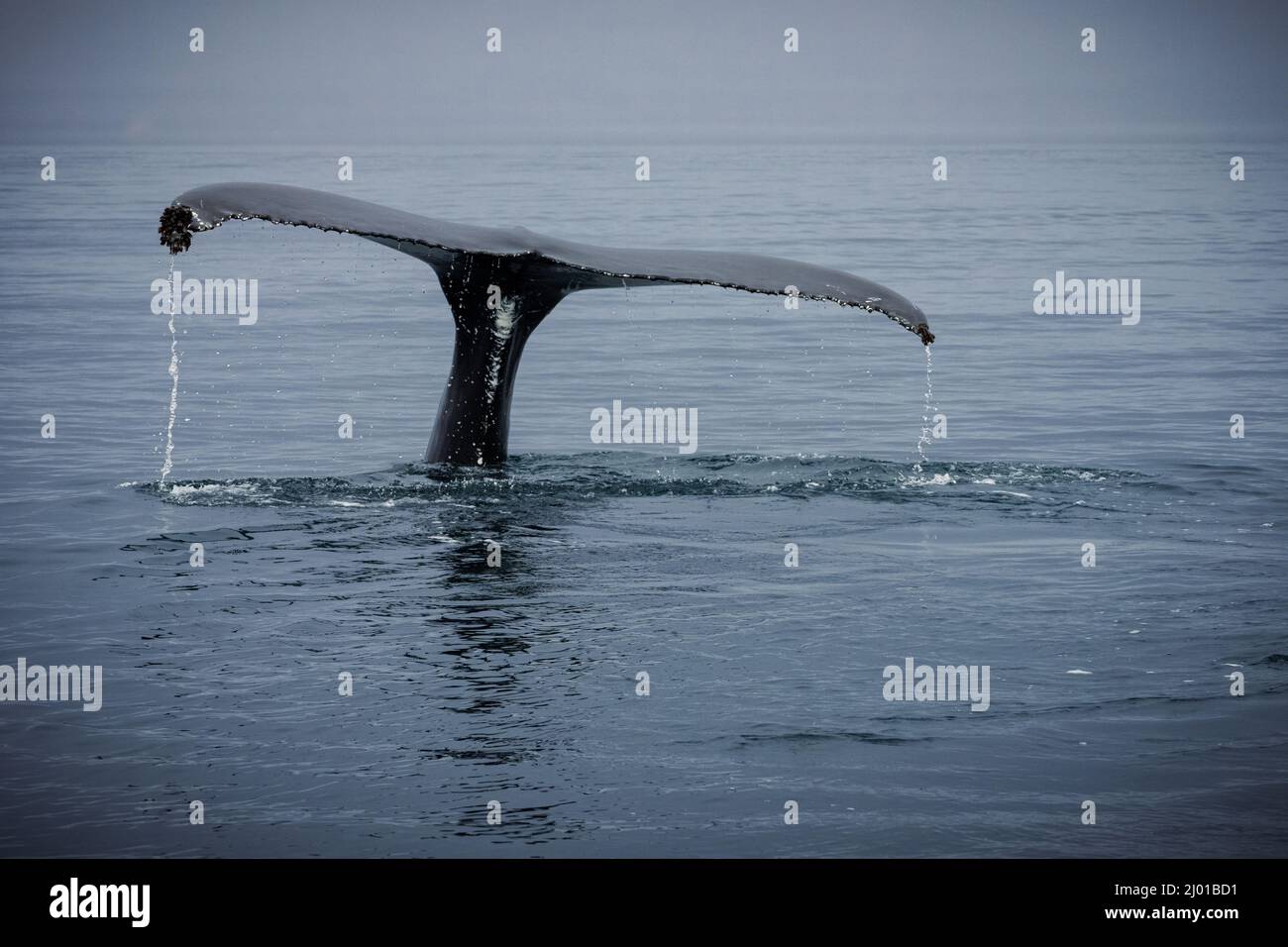 Humpback whales in Husavik Iceland Stock Photo - Alamy
