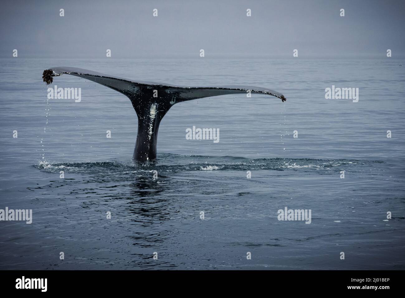 Humback whale iceland hi-res stock photography and images - Alamy