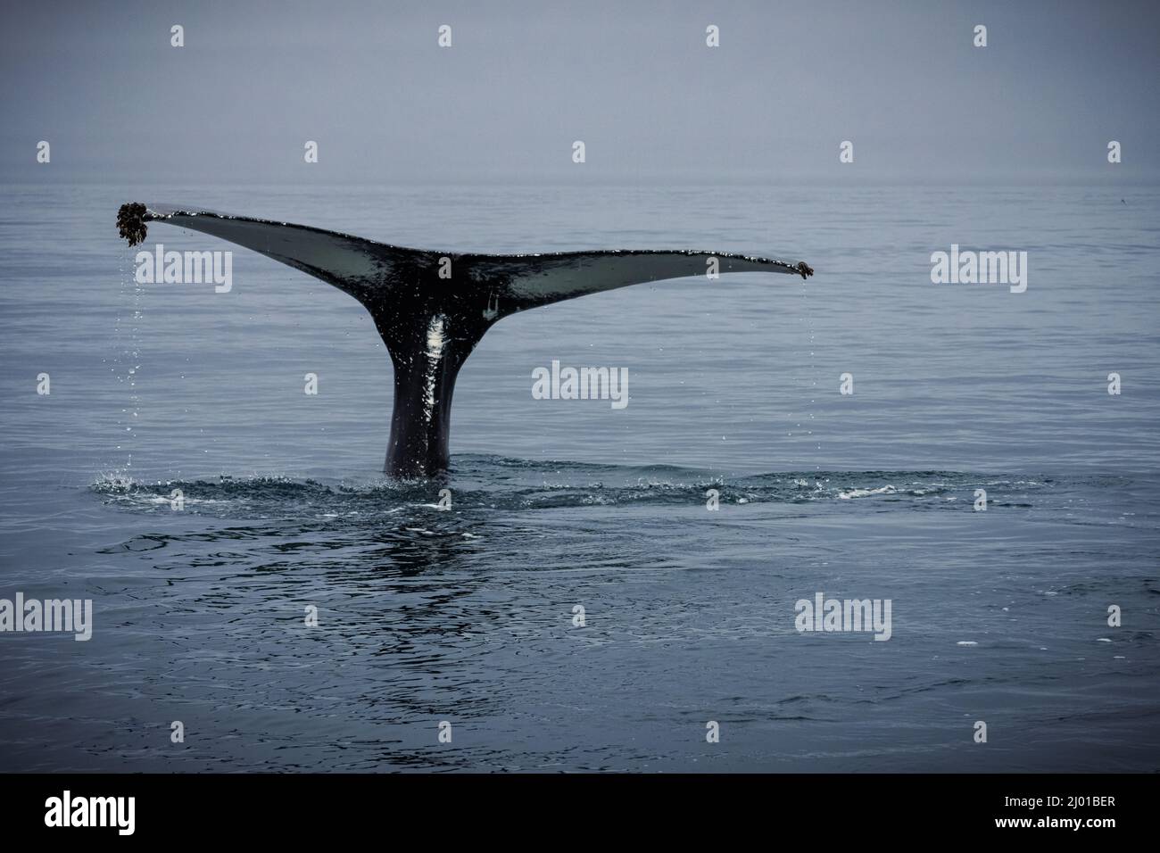 Humback whale iceland hi-res stock photography and images - Alamy