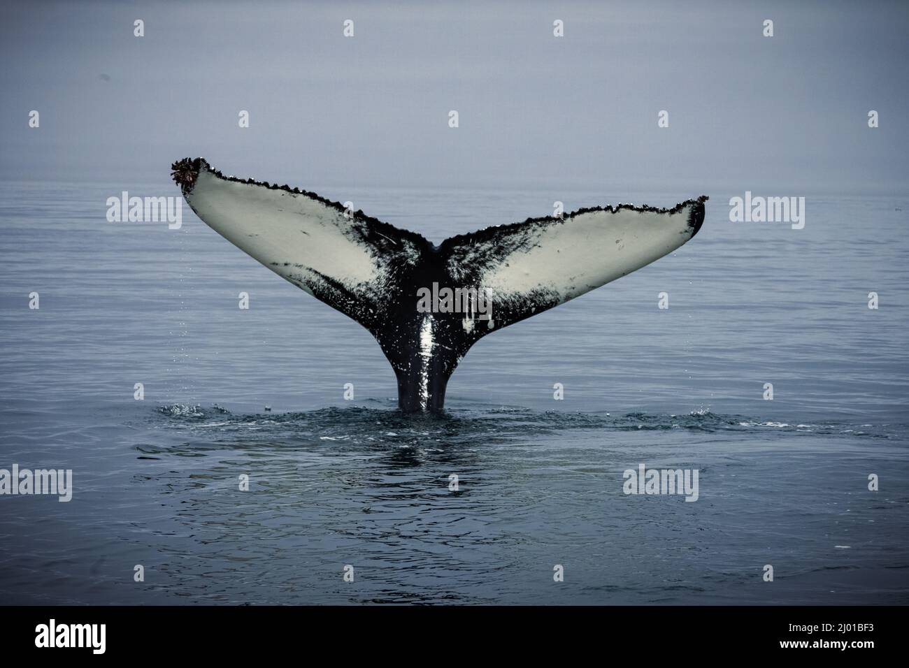 Humpback whales in Husavik Iceland Stock Photo - Alamy