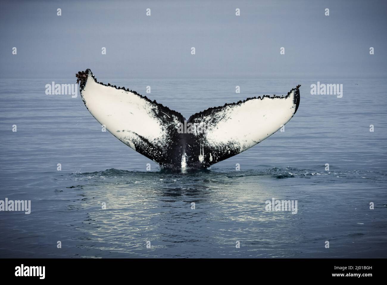 Humback whale iceland hi-res stock photography and images - Alamy