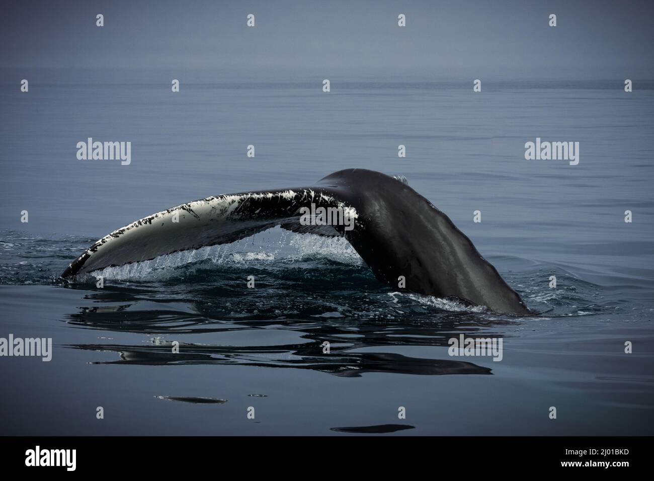 Humback whale iceland hi-res stock photography and images - Alamy