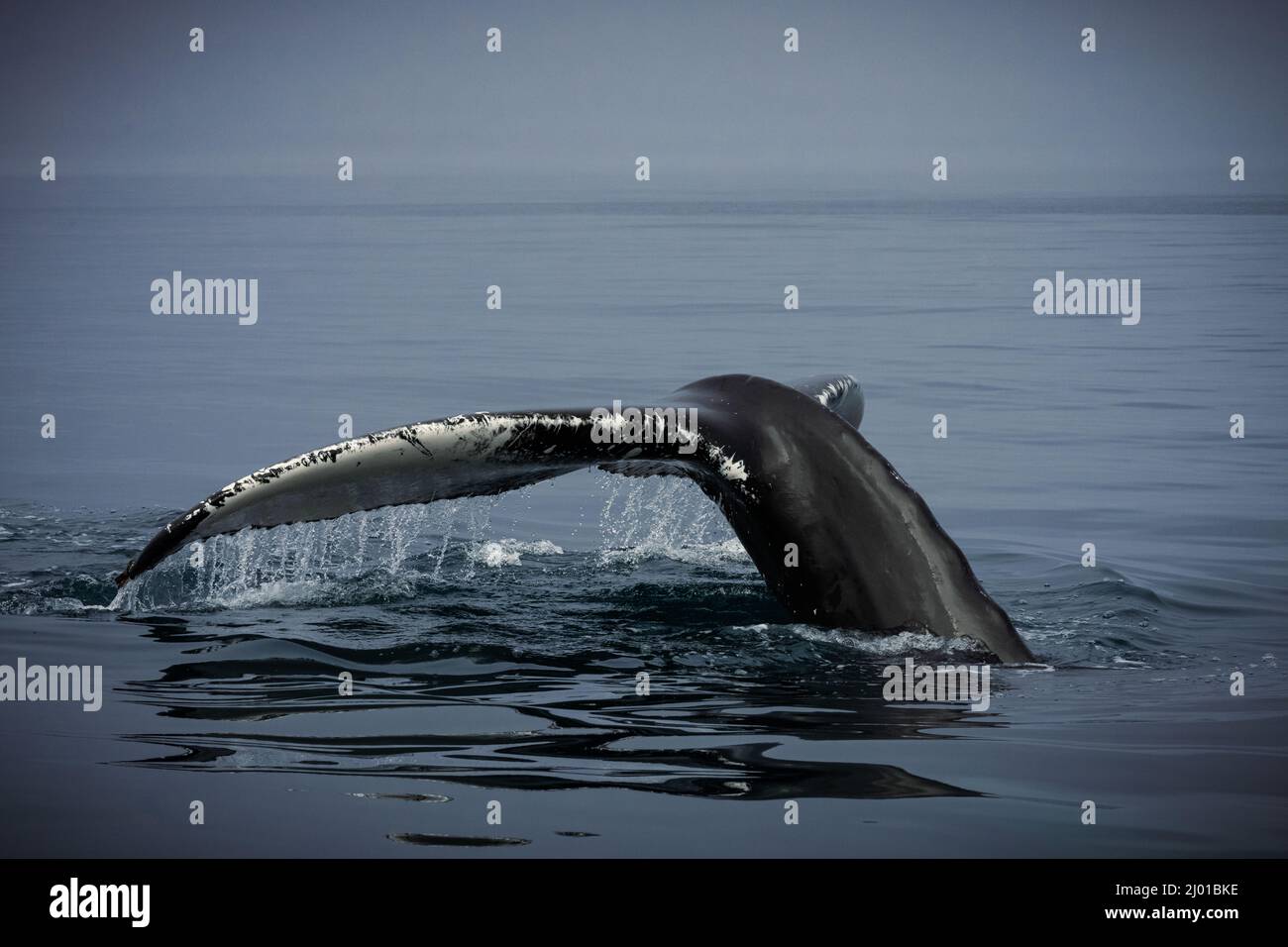 Humback whale iceland hi-res stock photography and images - Alamy