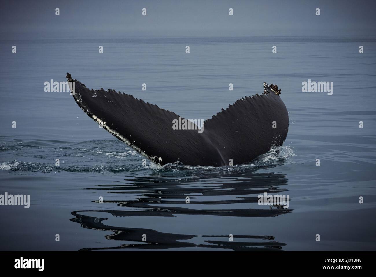 Humpback whales in Husavik Iceland Stock Photo - Alamy