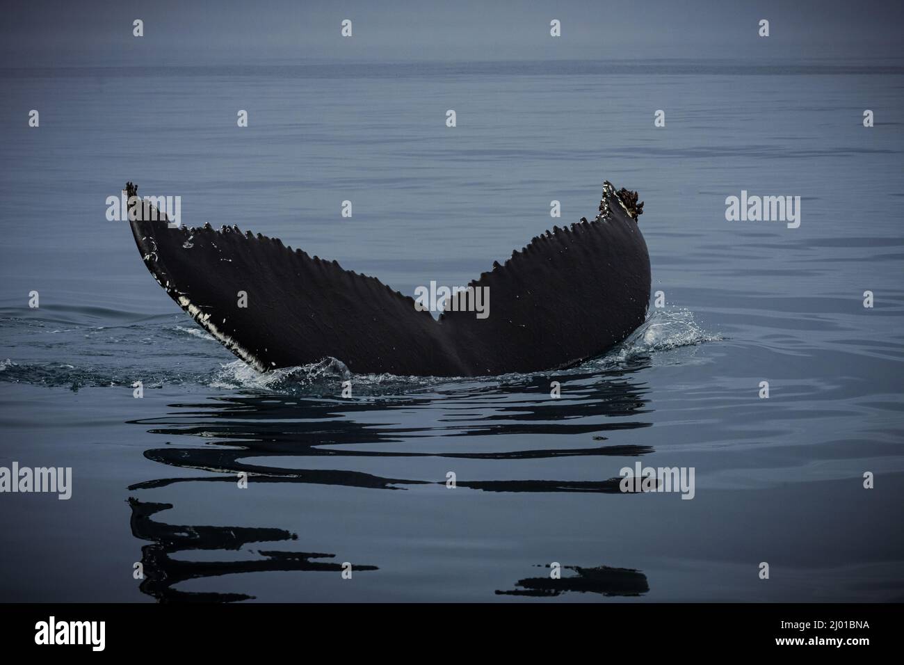 Humpback whales in Husavik Iceland Stock Photo - Alamy