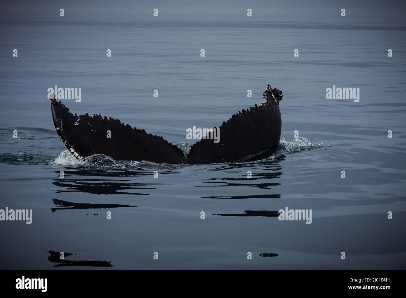 Humpback whales in Husavik Iceland Stock Photo - Alamy