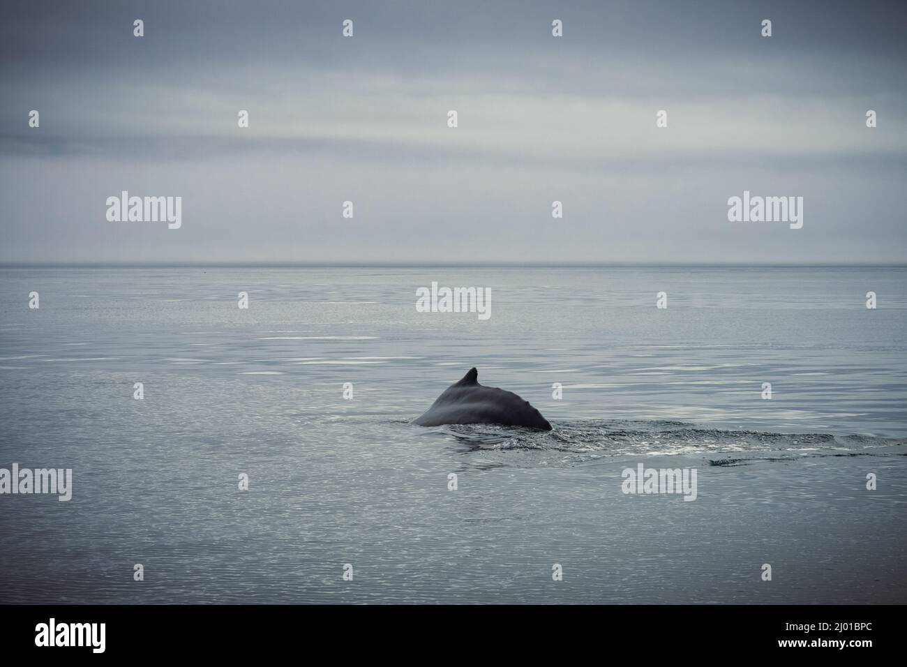 Humpback whales in Husavik Iceland Stock Photo - Alamy