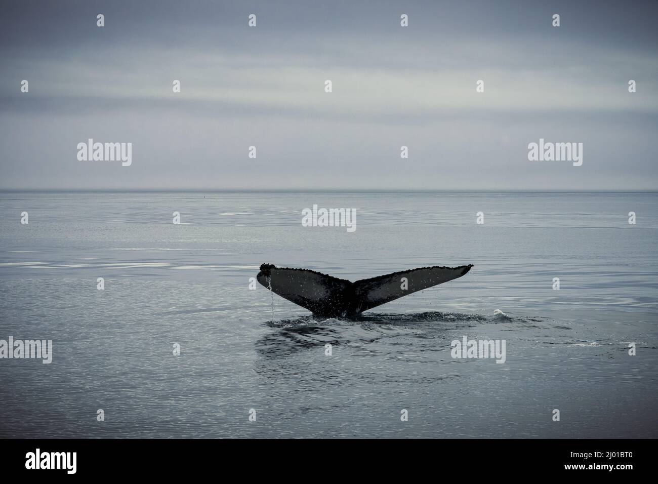 Humpback whales in Husavik Iceland Stock Photo - Alamy