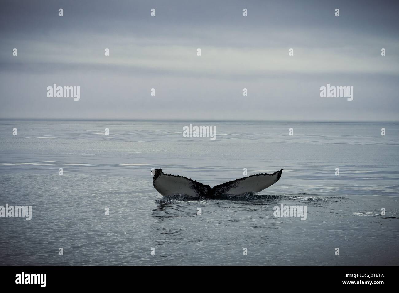 Humback whale iceland hi-res stock photography and images - Alamy