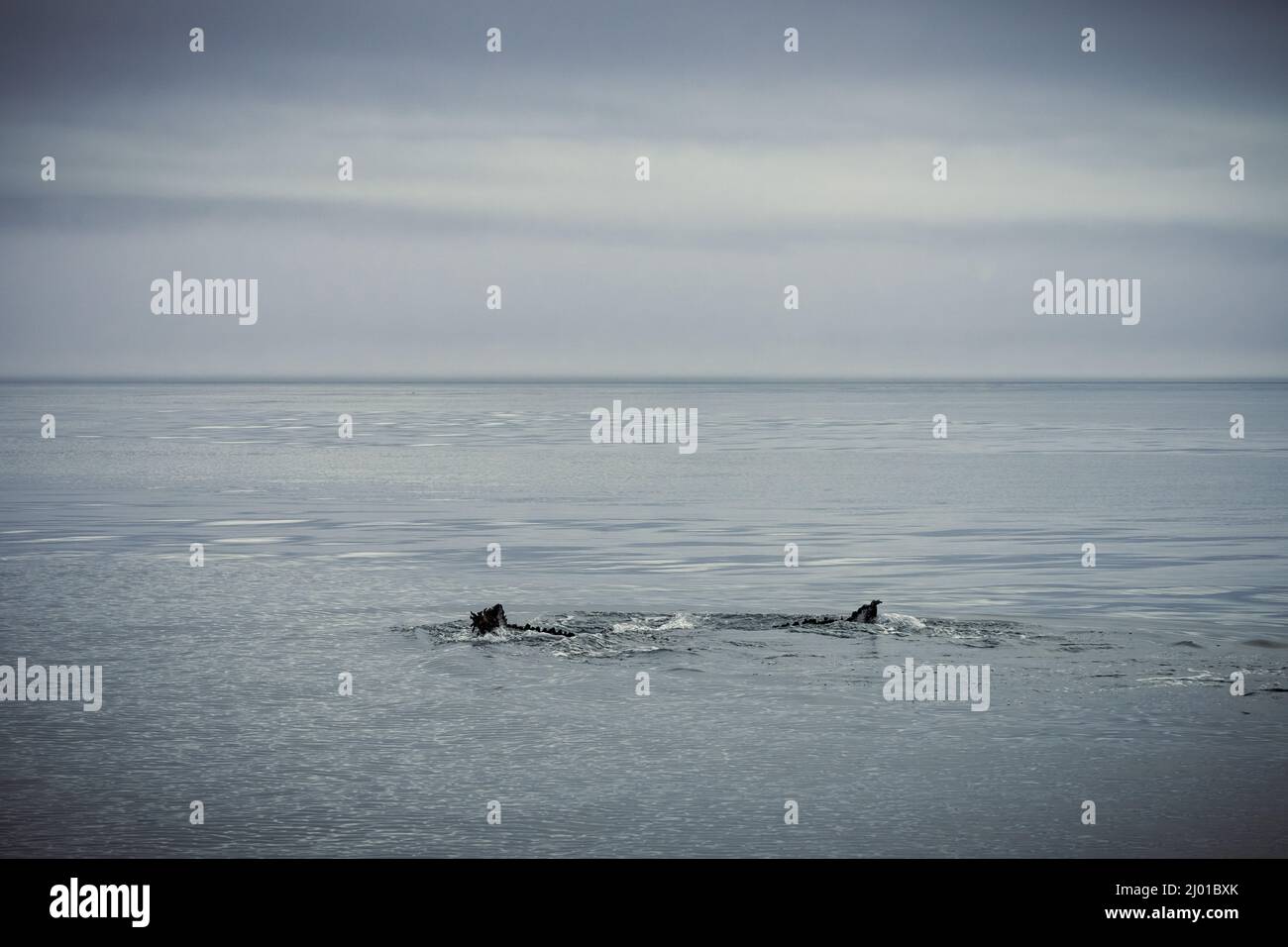 Humback whale iceland hi-res stock photography and images - Alamy