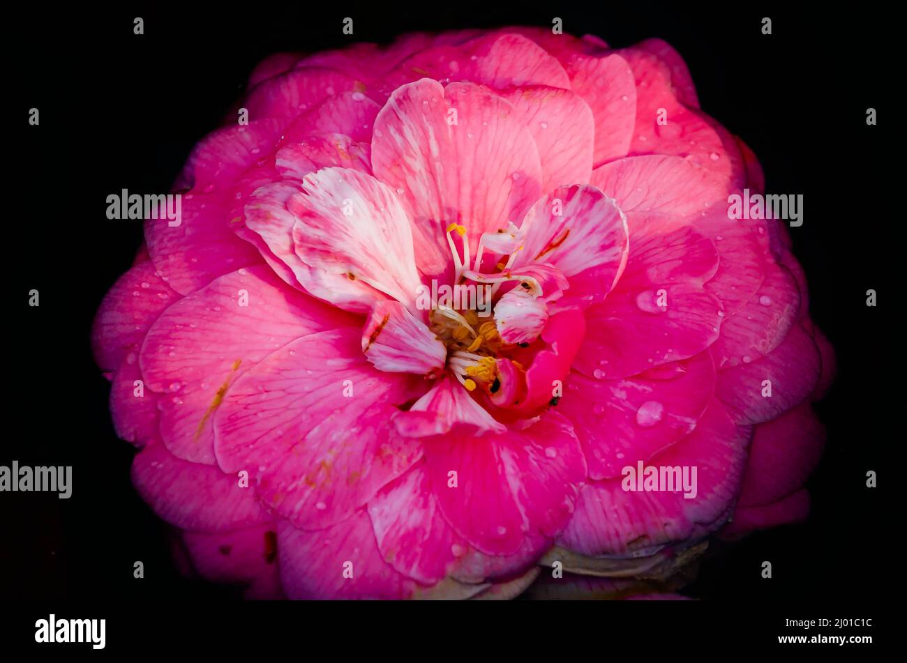A Japanese camellia (Camellia japonica) blooms at Bellingrath Gardens, March 4, 2022, in Theodore, Alabama. Stock Photo