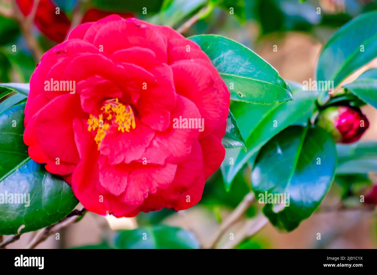 A red Japanese camellia (Camellia japonica) blooms at Bellingrath Gardens, March 4, 2022, in Theodore, Alabama. Stock Photo