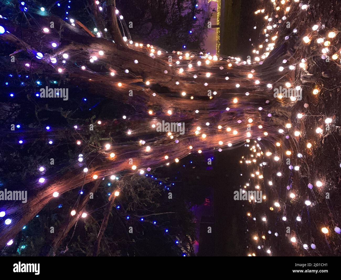 Closeup of a tree full of Christmas lights at Wollaton Hall during