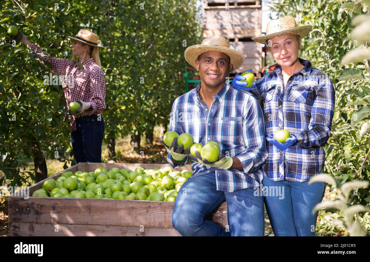 Portrait of a happy couple next to large box of ripe green apples after harvesting in garden Stock Photo