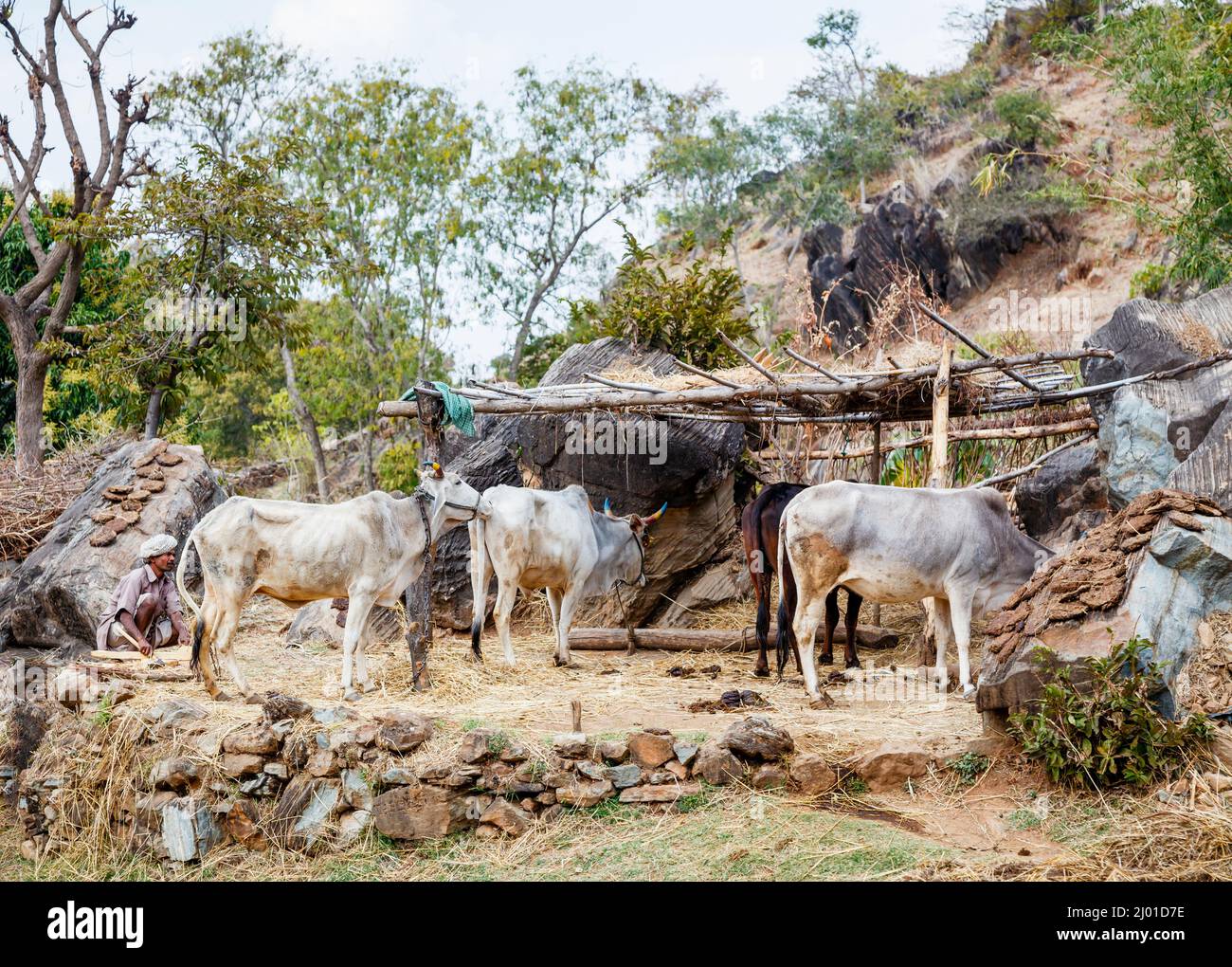 White indian cows in a flimsy stable or shelter near Kumbhalgarh Fort in the Aravalli Hills, Rajsamand district near Udaipur, Rajasthan, western India Stock Photo