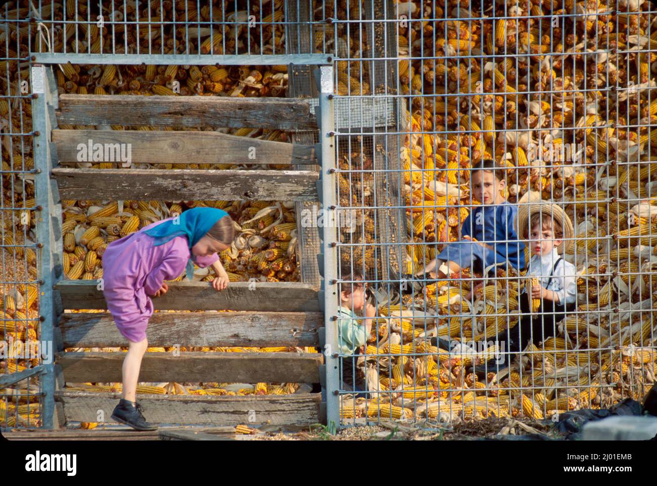 Pennsylvania Strasburg Amish Dutch Mennonite girl boy kids children play playing corn crib, Stock Photo