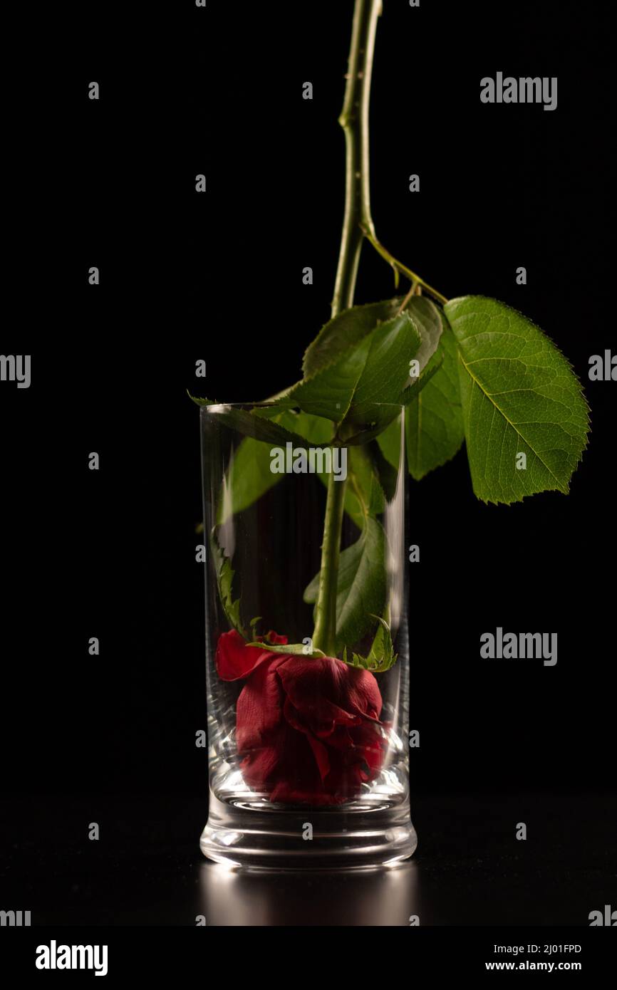 Upside down stem of red rose flower in a glass against a black