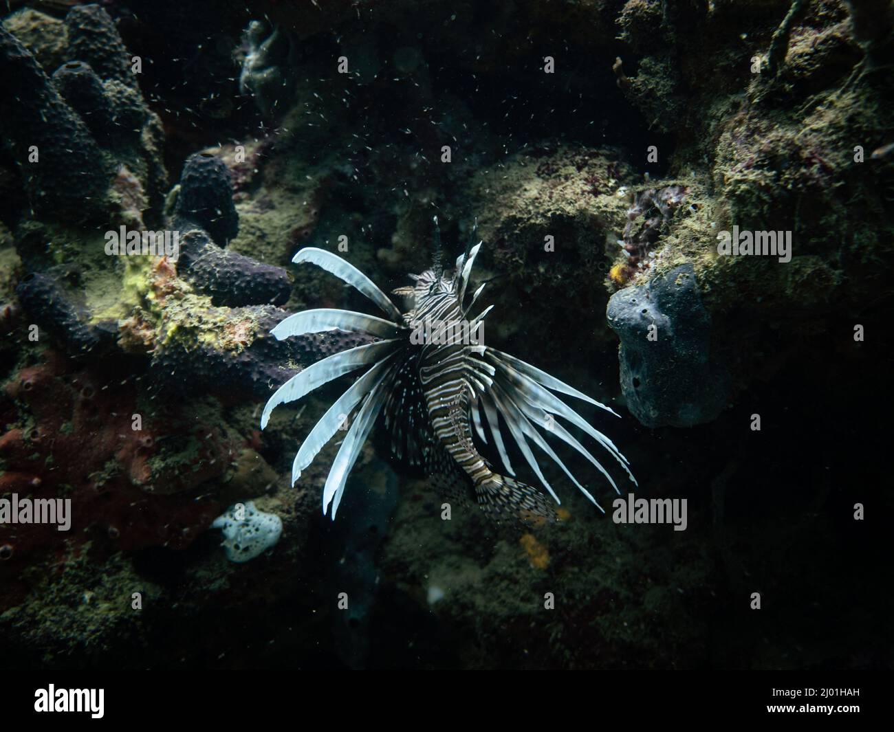 Lionfish in Bocas del Toro, Panama Stock Photo