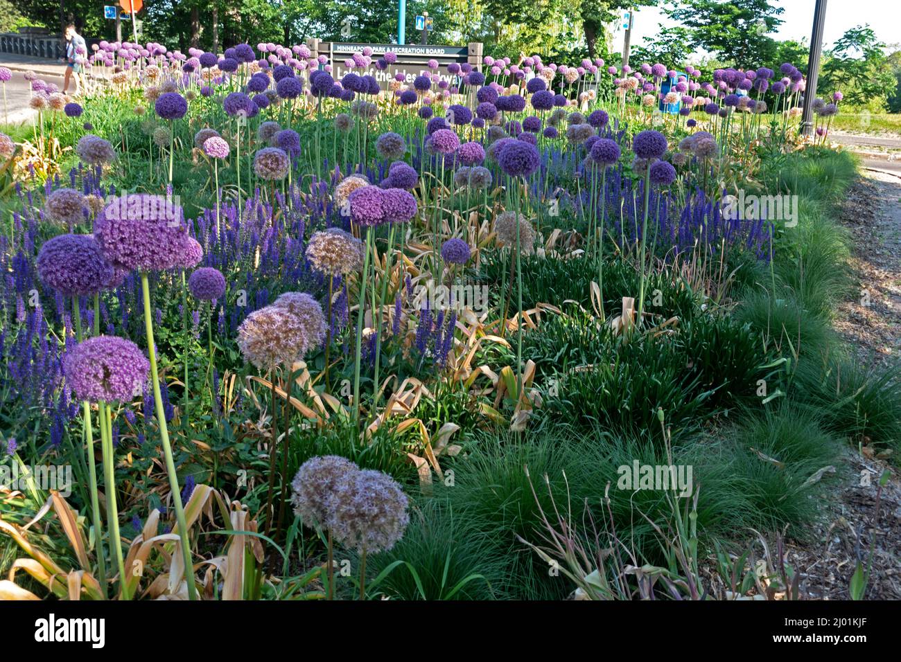 Garden near Lake of the Isles purple allium flowers. Minneapolis Minnesota MN USA Stock Photo