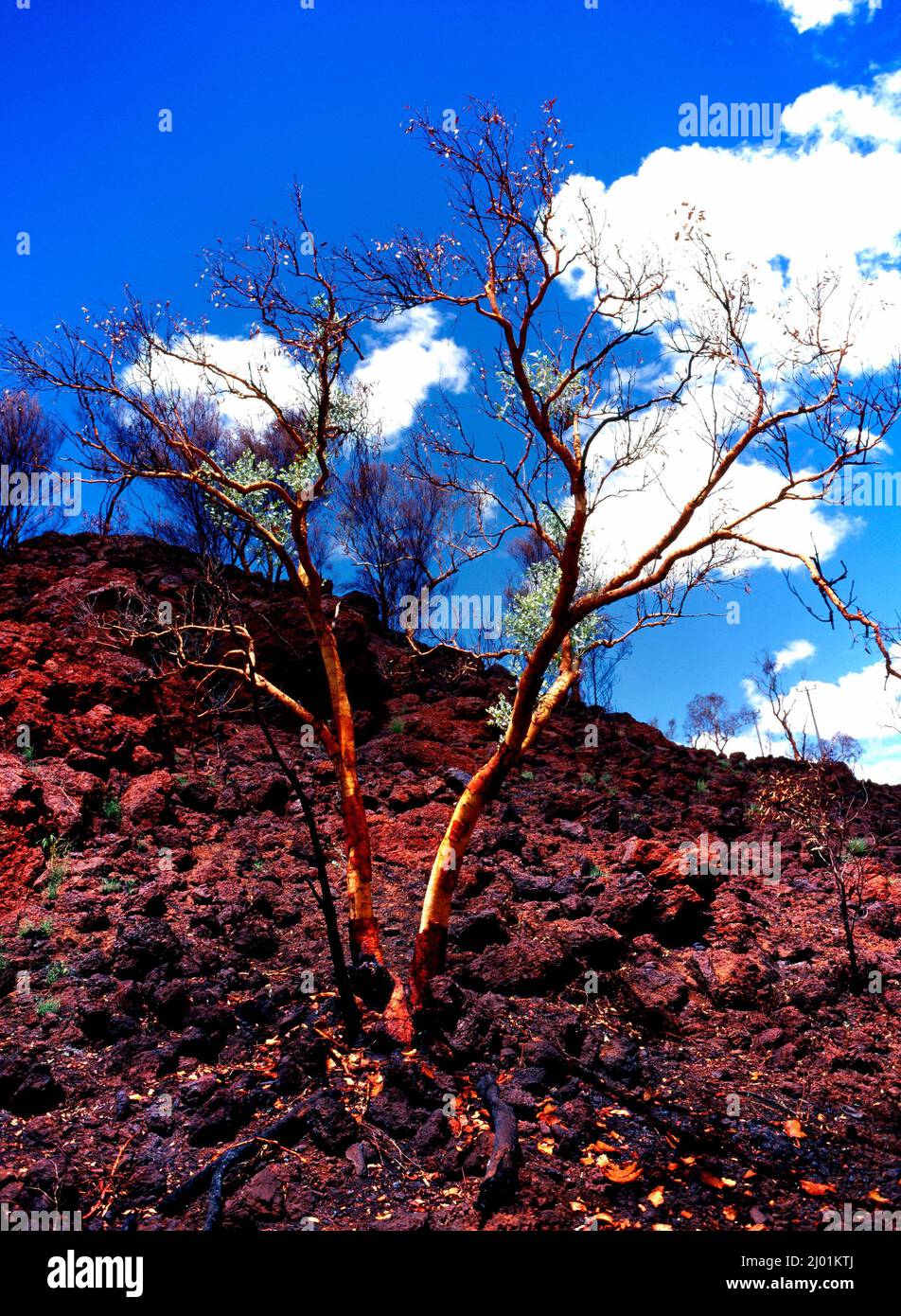 Eucalyptus trees on rocky landscape, Pilbara, Northwest Australia Stock