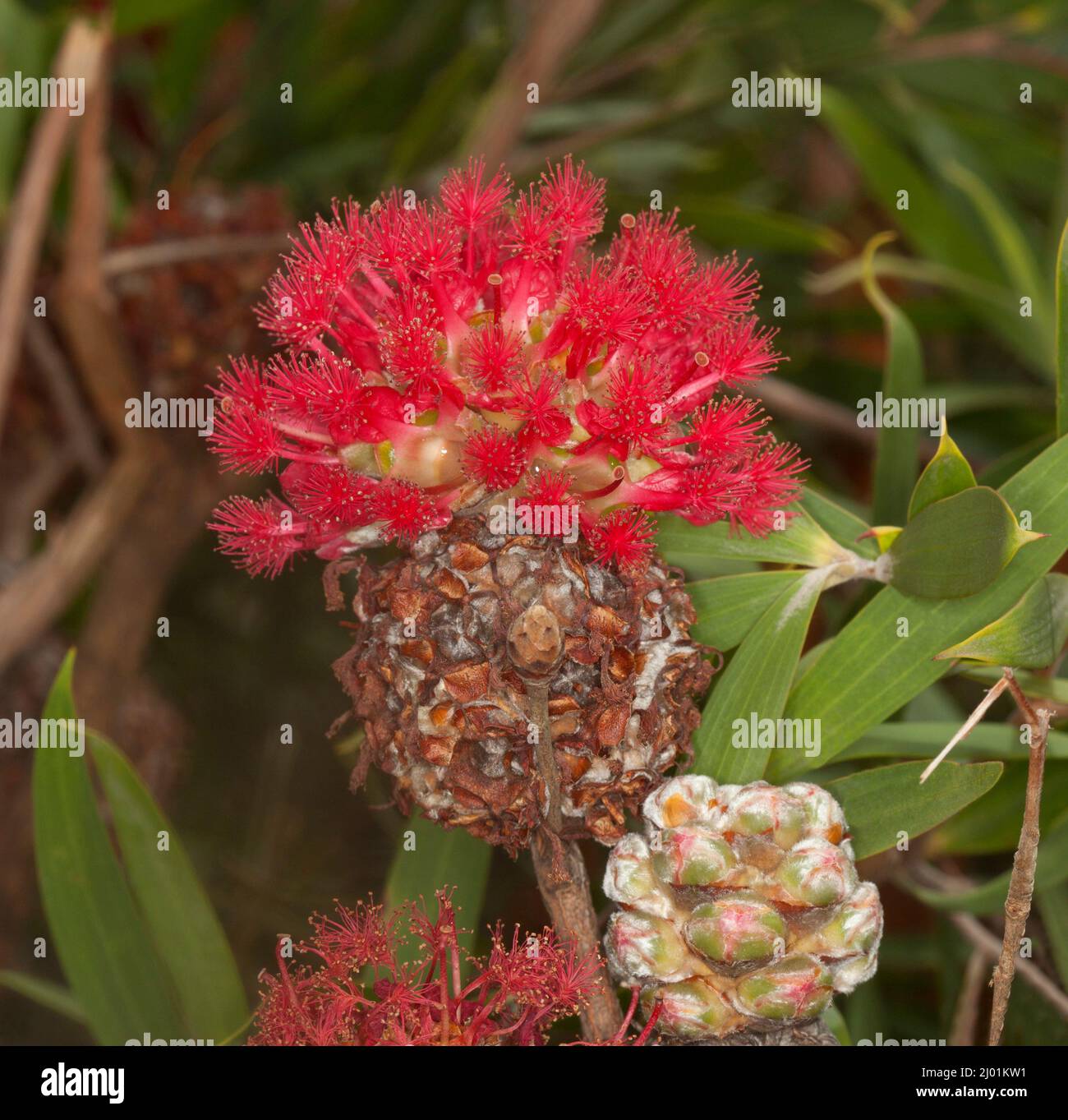 Unusual vivid red flower of Asteromyrtus brassii ‘Fireball', an Australian native shrub, against background of green foliage Stock Photo