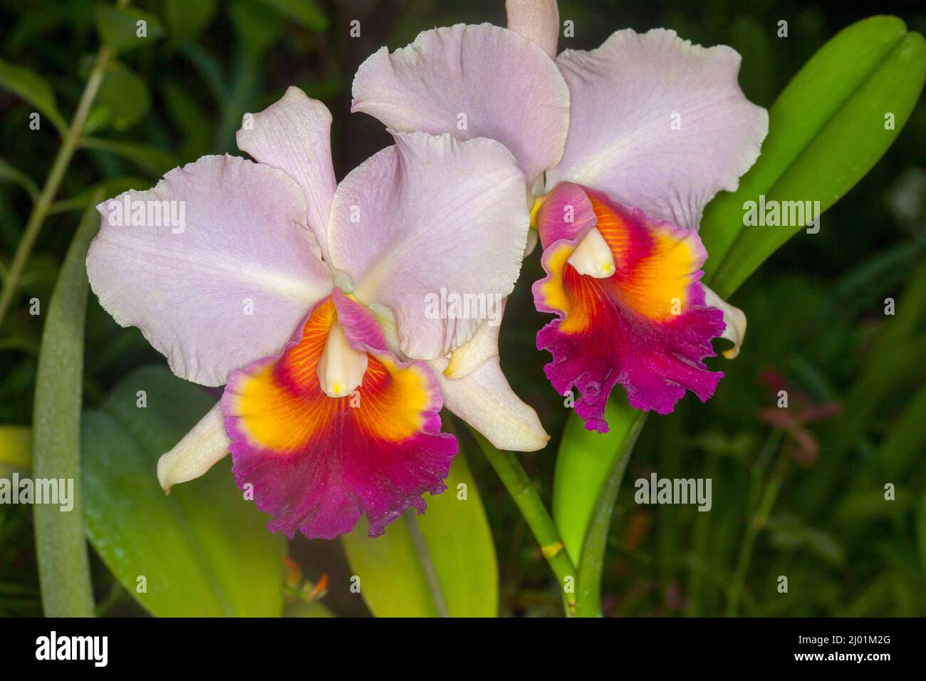 Spectacular vivid red and white flowers of orchid - Rlc. Mem. Rosanna Joyce 'Amazing Grace' Stock Photo