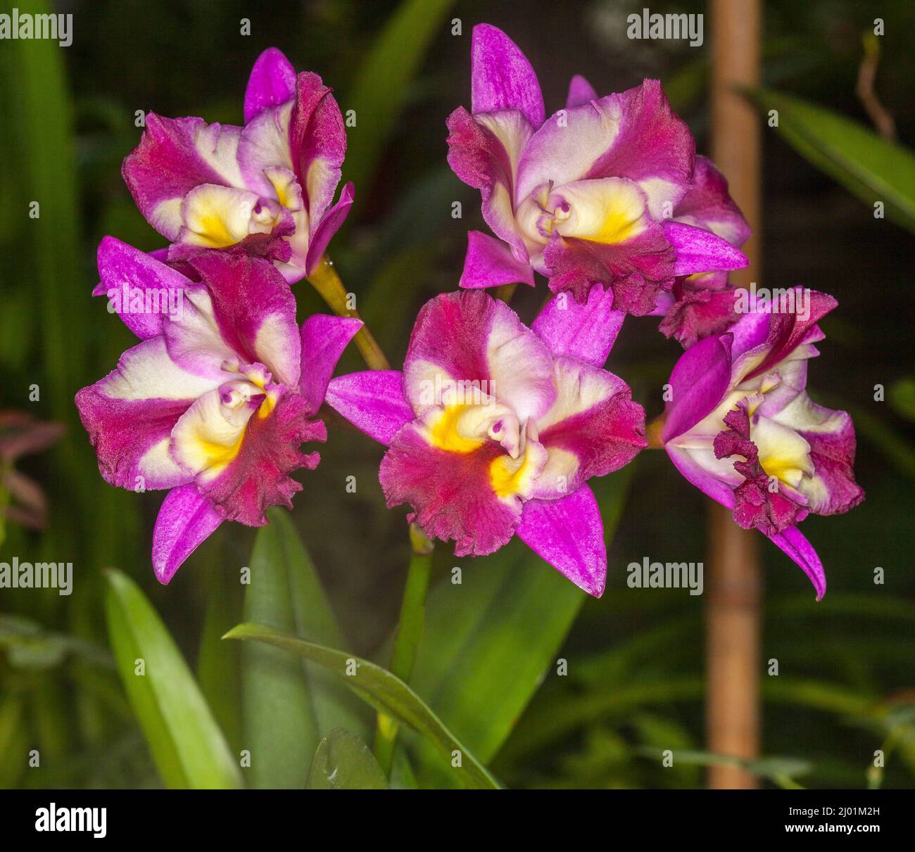 Cluster of spectacular vivid magenta and white flowers of Orchid Guaritonia Sogo Doll 'Little Angel' Stock Photo