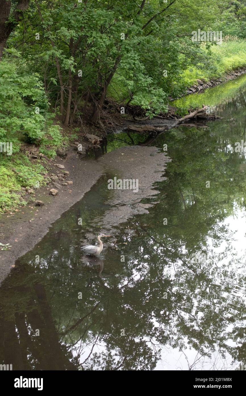 White heron feeding in The Minnehaha Creek between Lake Nokomis and Lake Harriet. Minneapolis Minnesota MN USA Stock Photo