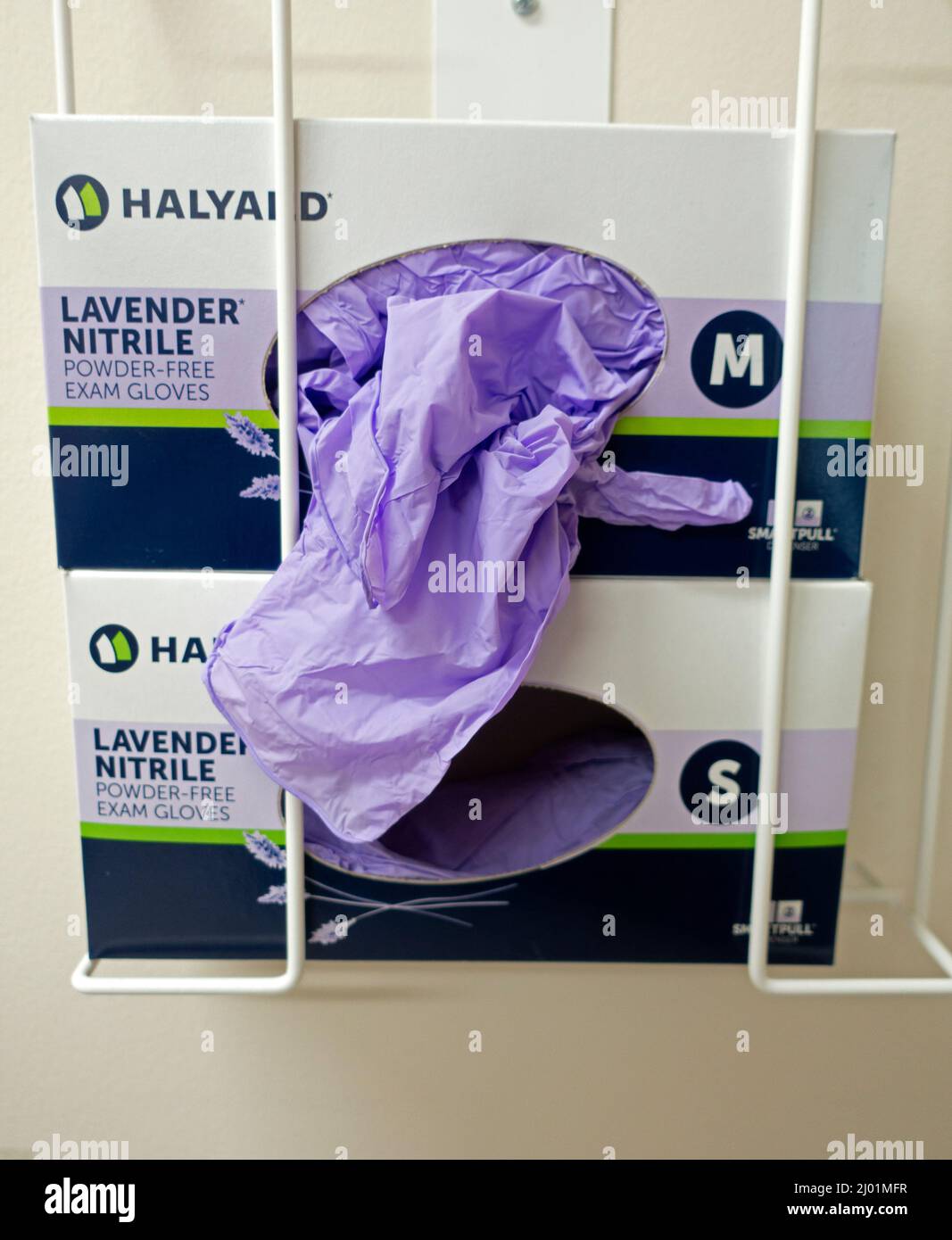 Medical laboratory boxes of nitrile purple gloves attached to the wall. St Paul Minnesota MN USA Stock Photo