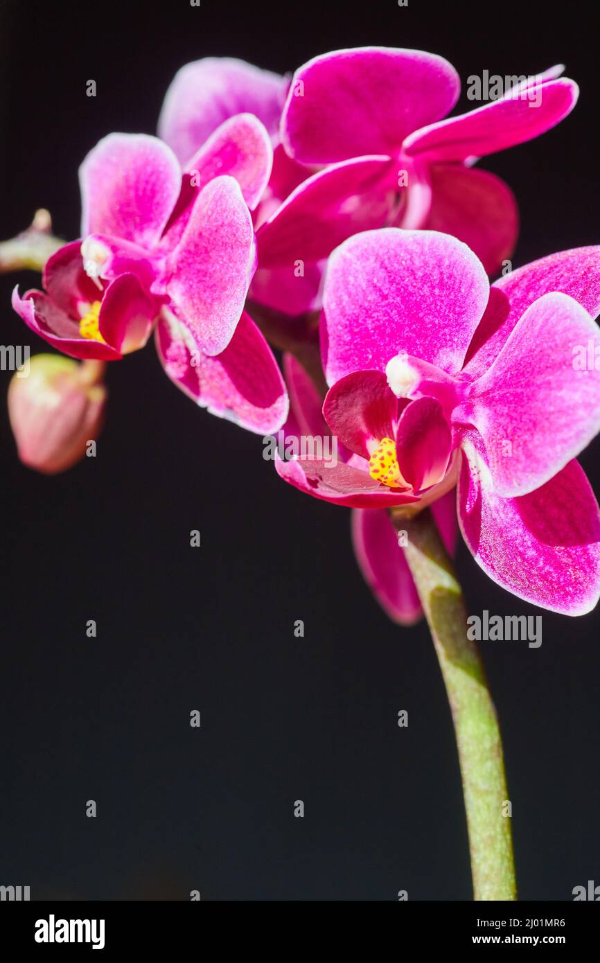 Branch of pink orchids on dark background Stock Photo