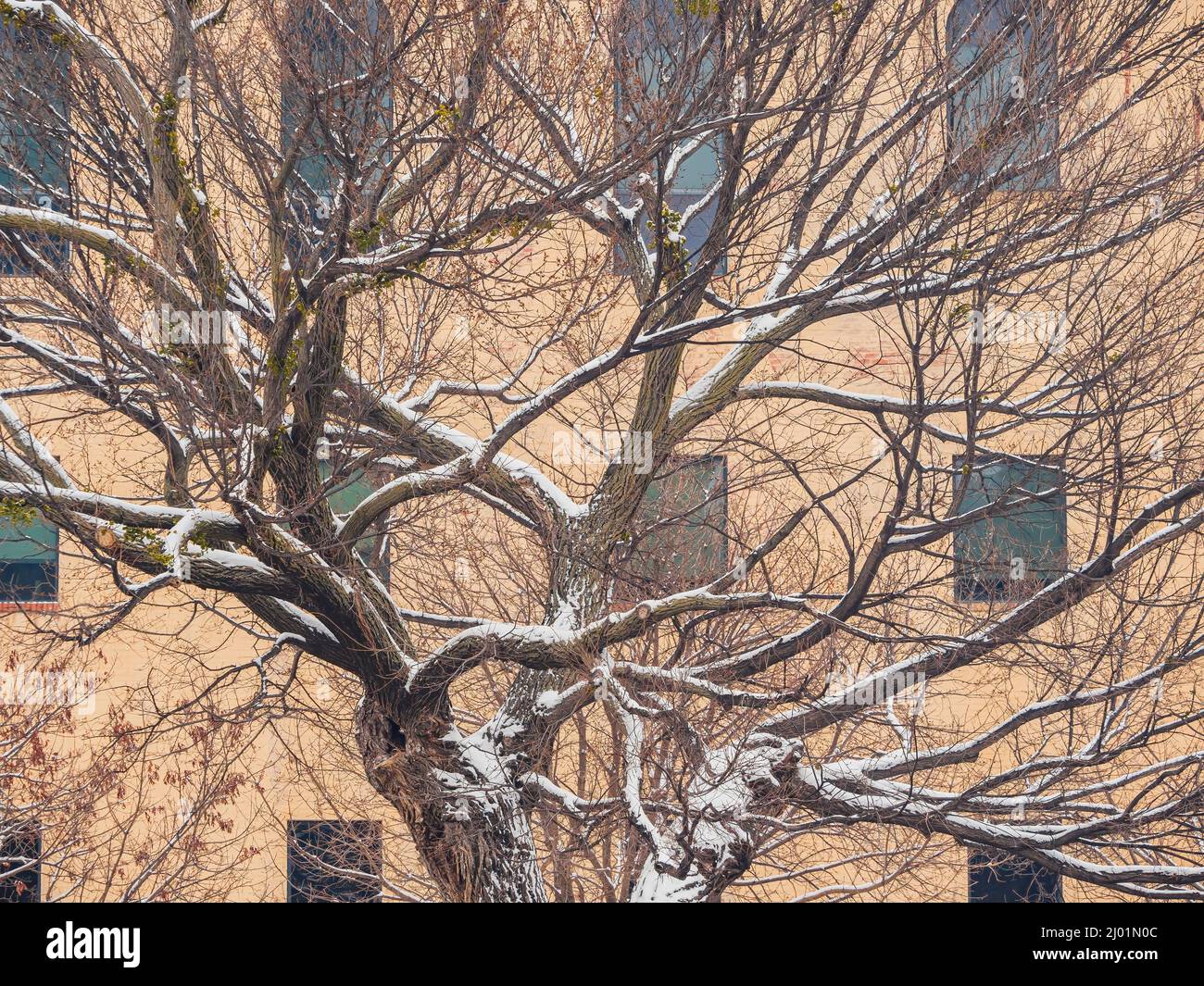 OKC Survivor Tree doing well after damaged in wintry weather